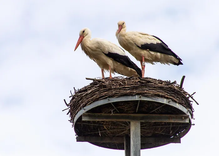 Storchenhof